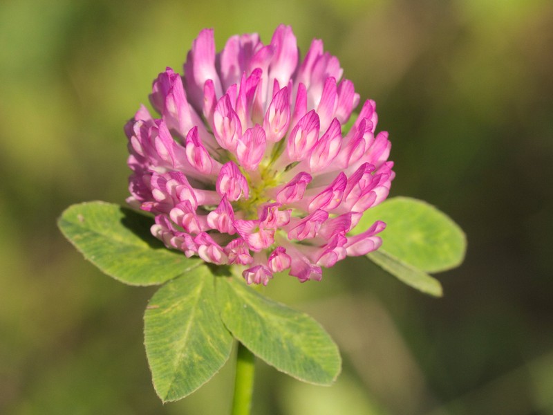 Zařazení jetelovin do osevního postupu