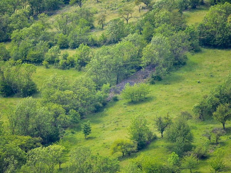 Agrolesnictví - liniové výsadby