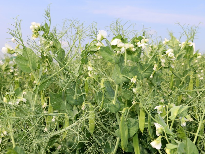 Zařazení luskovin do osevního postupu